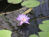 01_Water_Lillies.jpg