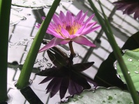 10_Lillies.jpg