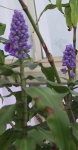 13_Lavender.jpg