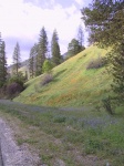 Wild_flowers_on_the_side_of_the_road.jpg