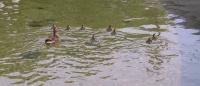 Ducks_keep_swimming_away_from_me.jpg
