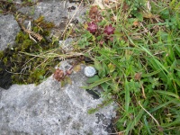 DSCN0582.JPG
