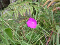 DSCN0595.JPG