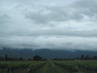IMG_2113.jpg