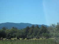 IMG_1568.jpg