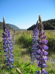 IMG_1946.jpg