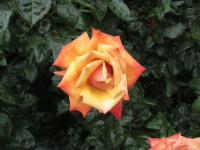 IMG_1524.jpg