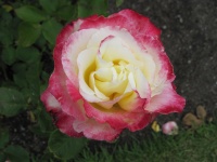 IMG_1539.jpg