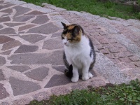 Luxembourg_Calico.jpg