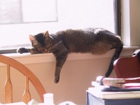 sleeping_on_window_sill_in_the_sun.jpg
