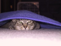 stuck_under_rug_close_up.jpg